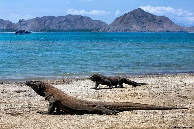 Pulau Komodo